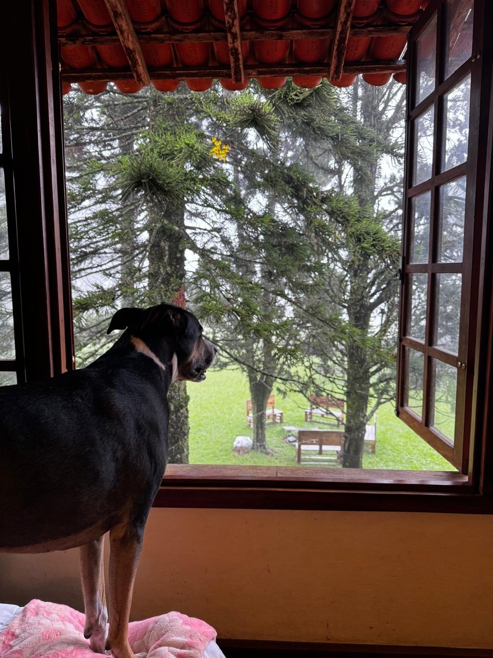 Suite Executiva Pet Friendly